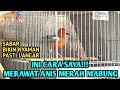 RAWATAN ANIS MERAH MABUNG VERSI WWDGK, NAH INI YA MASBRO RAWATAN SAYA, SEMIGA BERMANFAAT YAMABRO