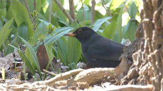 Blackbird (turdus merula) hunts for worms - feketerigó gilisztára vadászik