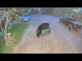 Bear Proof Can 1 Black Bear 0