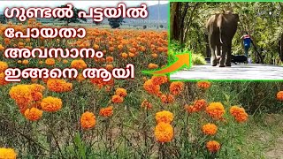 ഗുണ്ടൽ പട്ട പോയതാ അവസാനം ഇങ്ങനെ ആയി||🐘കാട്ടാന ഞങ്ങളെ ആക്രമിക്കാൻ വന്നൂ 🐘