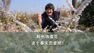 【海妈植物推荐】粉色喷雪花，这个春天恋爱吧！