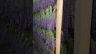 Drying our lavender bundles