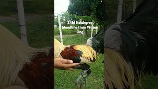 24M hatchgrey bloodline from Wilson Ong #followforfollowback #follow #highlights #chicken