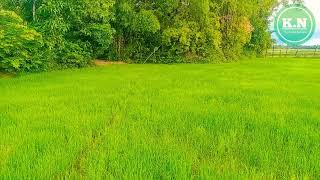 [The Khmer Natural]-Morning Walk in Kampong Cham, Cambodia Life In The Countryside | Sep 27, 2020