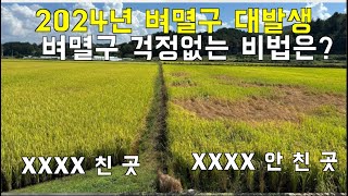 [한국농수산TV] 2024년 벼멸구 대발생, 벼멸구 걱정없는 비법은?