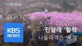 ‘활짝 핀 진달래’… 봄 기운 속 나들이객 북적 | KBS뉴스 | KBS NEWS