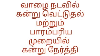 வாழை கன்று வெட்டுதல் மற்றும் விதை நேர்த்தி