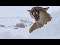 even bears don t mess with this predator puma — hot tempered mistress of the mountains