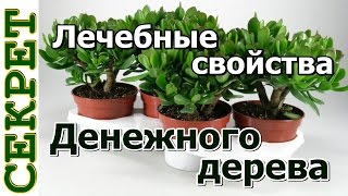 Лечебные свойства денежного дерева