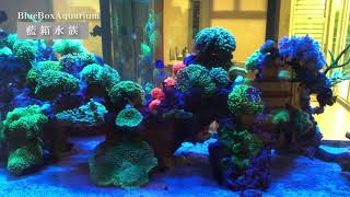 【藍箱水族】保養案例分享－彰化十呎LPS海水軟體混養缸 300 Gallon LPS reef tank maintained by bluebox aquarium