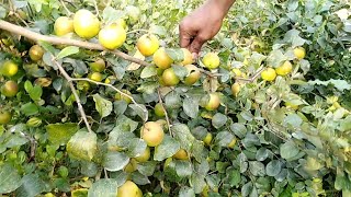 শিমুলচড়া কুল বাগান। অবিশ্বাস্য বড় আর সুমিষ্ট কুলের হাতছানি!