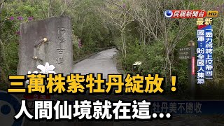 梅峰古道百花盛開 梅嶺花季邀民踏青－民視新聞