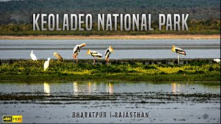 BHARATPUR BIRD SANCTUARY RAJASTHAN | KEOLADEO NATIONAL PARK 2025