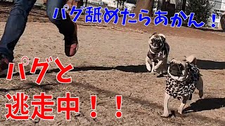 【逃走中】パグと逃走中してみた！パグの本気の走りを舐めたらあかん！！