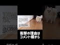 多くの飼い主が勘違いしている古い知識【犬の飼い方】