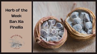 Ban Xia Pinellia | Herb of the Week Earth | With Thea Elijah