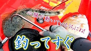 《魚とイカの神経締め》真鯛にアオリイカにマゴチまで！ 美味しく持ち帰るには？（３｜全４話）