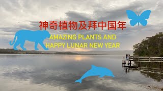 GS-5 神奇植物及拜中国年 amazing plants and happy lunar new year