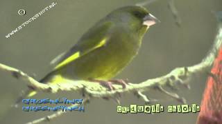 Wild Peers: Groenling - Carduelis chloris - European greenfinch