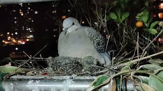 金背鳩7 20230330~31夜間~凌晨，鳥媽陪鳥寶最後一次過夜。鳥齡10天。