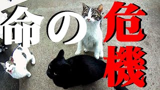 【【野良猫動画】後編】ヤバイ！野良猫の一家どうなる？#野良猫　#猫風邪　#保護猫 【保護猫 外猫 地域猫】