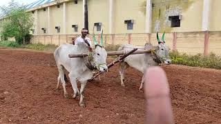 Pulling Seema Bulls //Pattikonda Desiya bulls videos