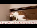 どうやって登ったの？ 保護猫兄妹 あらんとさくらのやさしい日記