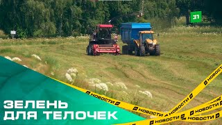 Зелень для тёлочек. На Южном Урале заготовят больше 500 тысяч тонн кормов для скота