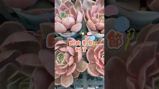 肉肉季節到啦！ #succulent #多肉植物 #田尾 #多肉 #景天 #摩天輪多肉 #shorts