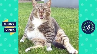 TRY NOT TO LAUGH - FUNNY CAT Videos | December 2018