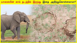 யானையின் கால் தடத்தில் இருந்து இதை அறிந்துகொள்ளலாமா? Tamil Info Facts