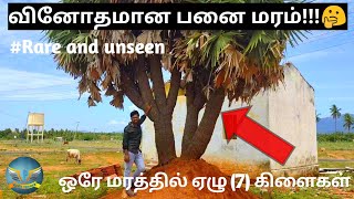 அதிசய பனை மரம் | 7 Branches | Palm tree | Vlog | Tamil | VAANGAPAZHGALAM