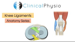 Ligaments of the Knee Joint | Clinical Physio