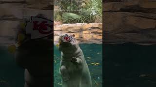 Fort Worth Zoo hippo picks Chiefs to win Super Bowl