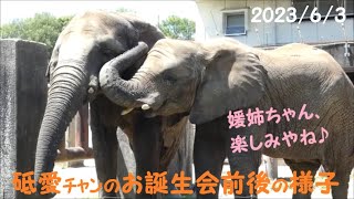 【アフリカゾウ】砥愛ちゃんの誕生会前後の様子🐘　2023/6/3　とべ動物園