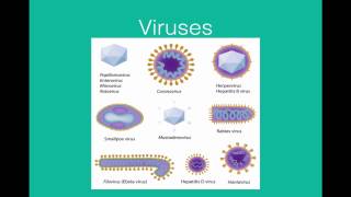 Virus structure