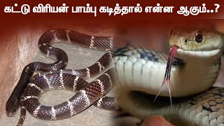 1 கடிக்கு 1 hour Time...கட்டு விரியன் பாம்பு கடித்தால் என்ன ஆகும்..? | Common krait | Snake Venom