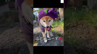 おしゃれな柴犬‼️ぶどうコーデで京都を巡る　#柴犬　#豆柴　#かわいい #おしゃれ #shorts