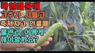 폭염때문에고추가 시들고 축처짐 안크고 물관리어떻게해야할까요