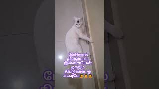 இப்போ என்ன செய்வா பாப்போம். 🤔🤔#catshots #catlover #viralvideo