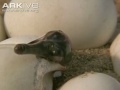 gharials hatching