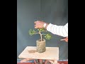 how growing my kamini bonsai.