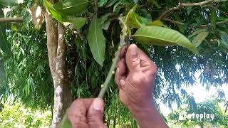 Mango multiple Grafting /एक आम का पेड़ अलग अलग आम कैसे कलम करे #farming #garden #kisanfarming #kalam