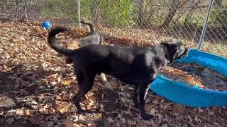 Video of adoptable pet named Eugene