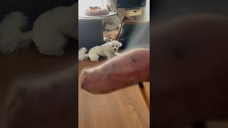 【しゃべる犬】寝起きの犬に焼き芋見せてみた🍠#ビションフリーゼ #子犬 #bichonfrise #shorts