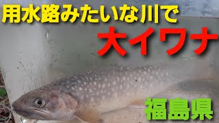 【渓流釣り】用水路みたいな川で【予想外の大イワナ】がヒット！！　Japanese big char