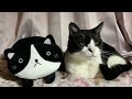 【 17田舎暮らし手芸vlog】ご報告があります 刺し子 保護猫 sashiko embroidery