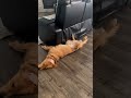 Simba is fainted again #funny #comedy #memes #relatable #strangerthings #meme #dog #goldenretriever