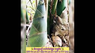 #ទំពាំងផ្អែម ទើបតែចេញ ទំពាំងមានរសជាតិឈ្ងុយឆ្ងាញ់ មិនហាង ចង់បានពូជសុទ្ធល្អអាចកម្មង់បាន​ 097 6 777 540