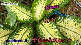 ไม้ใบสวย ไม้ใบด่าง สาวน้อยประกายเพชร ในตระกูลสาวน้อยประแป้ง Dumb cane กับสบายๆ.. ตามใจฉัน